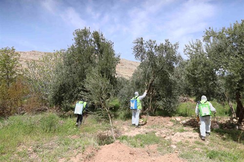 Mardin Büyükşehir Belediyesi'nden Derik’te Zeytin Ağaçları İçin Hayati Müdahale